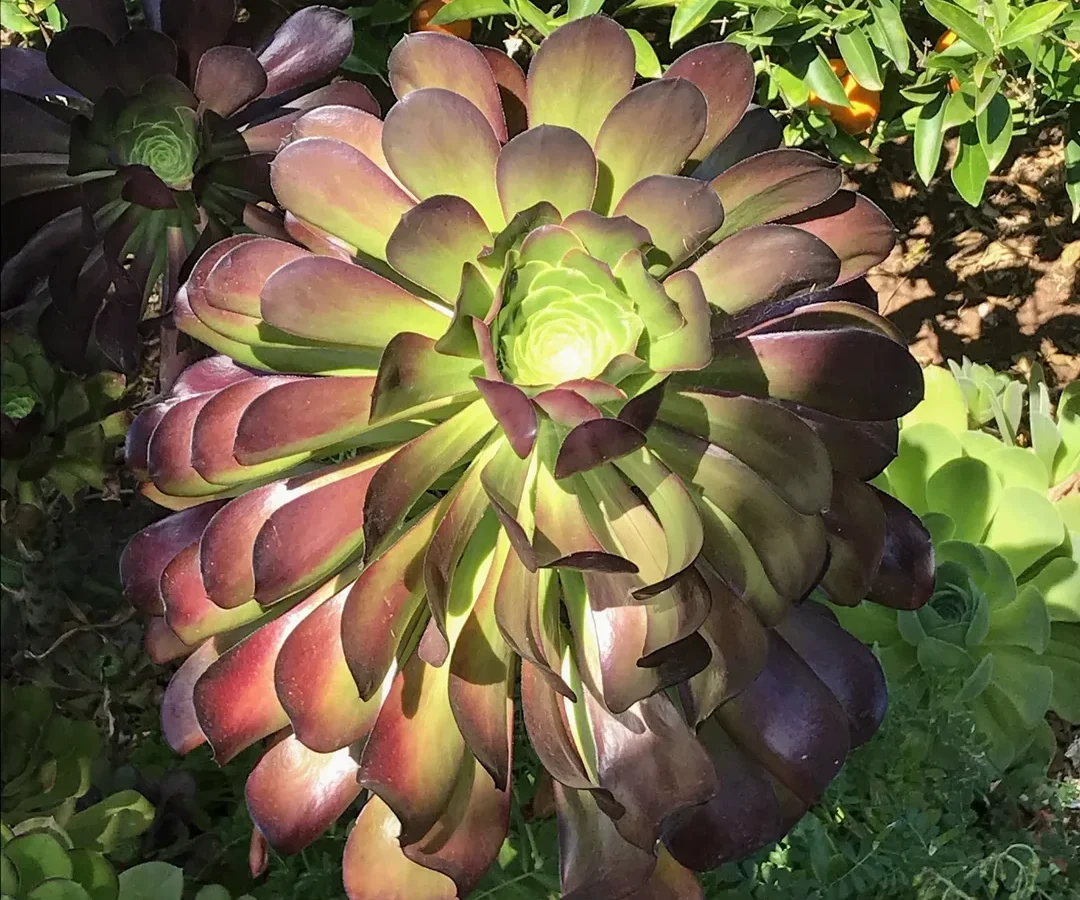 A vibrant succulent with green and purple leaves.