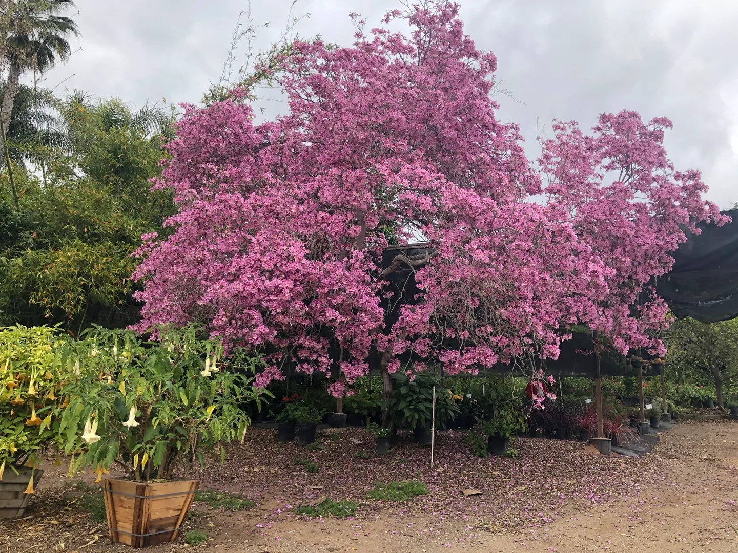 A tree covered in pink blossoms in a plant nursery.