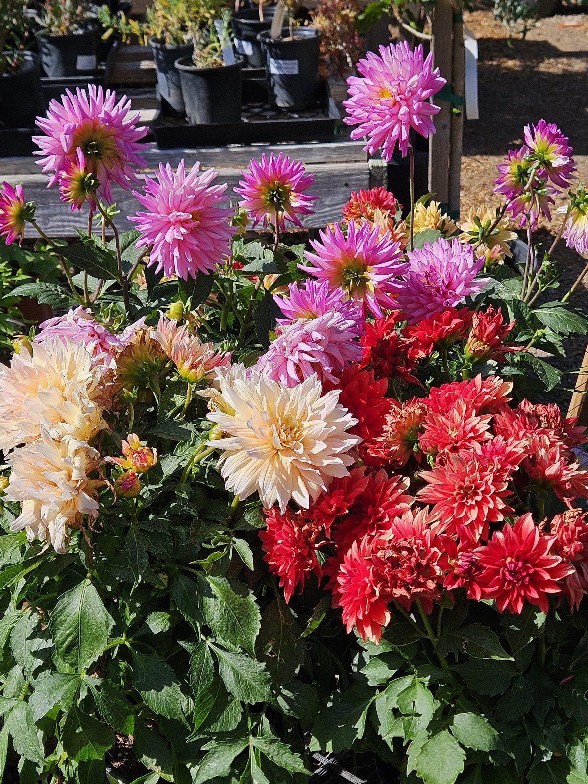 Colorful Dahlia assortment with bold summer flowers for containers and cut flower gardens