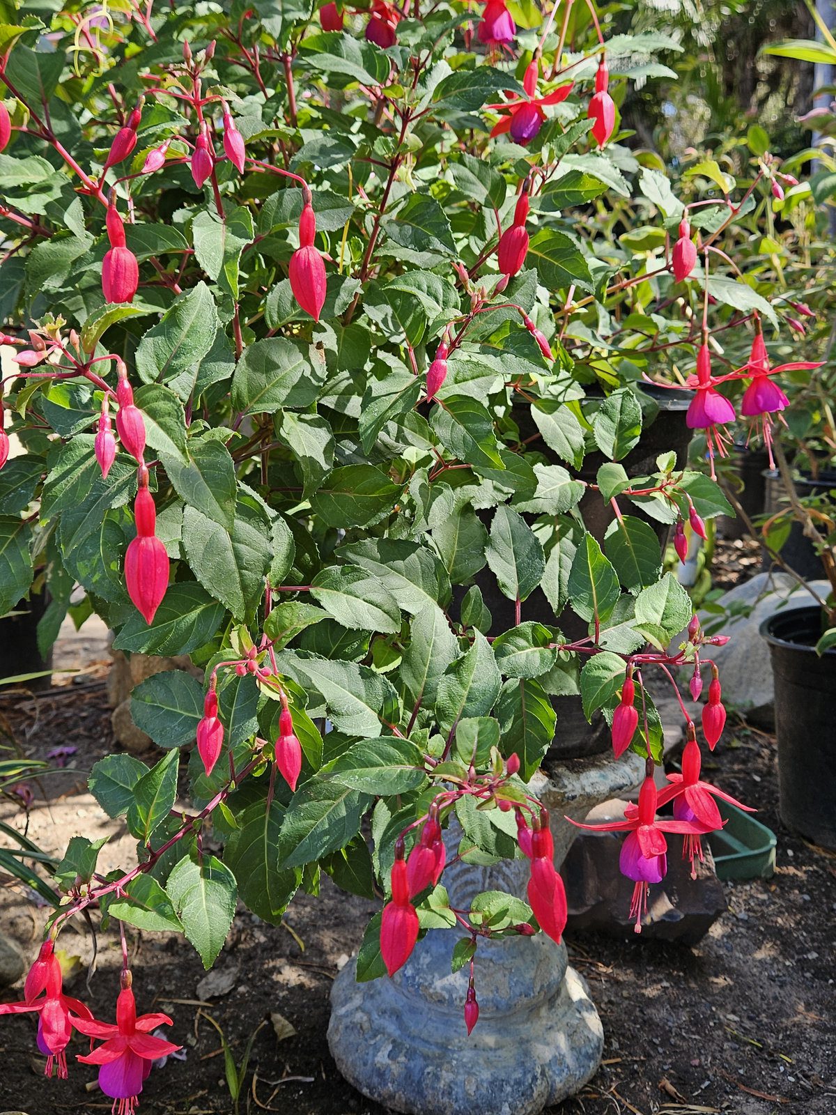 Fuchsia Dollar Princess flowers for shaded patios and hummingbird gardens