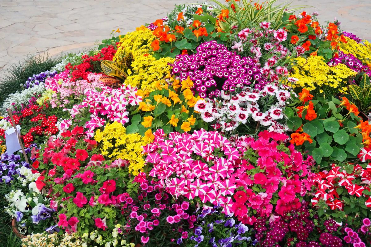 Colorful annual flowers planted in containers and garden beds