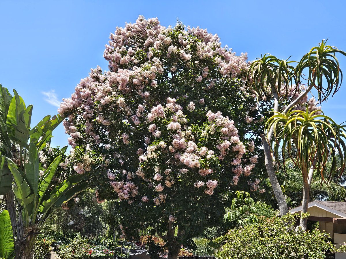 Flowering and shade trees used for structure in a Southern California landscape
