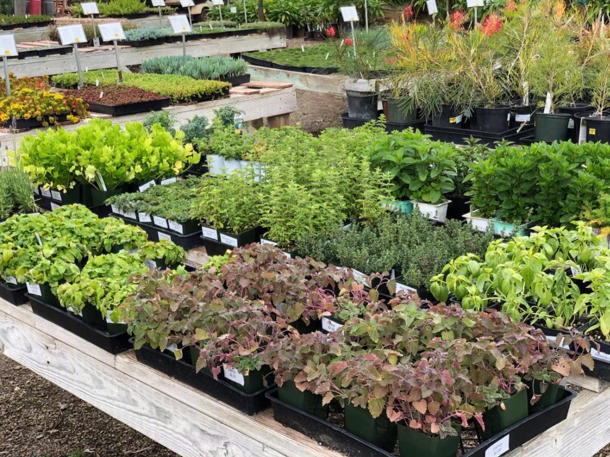Potted herb seedlings arranged on wooden tables