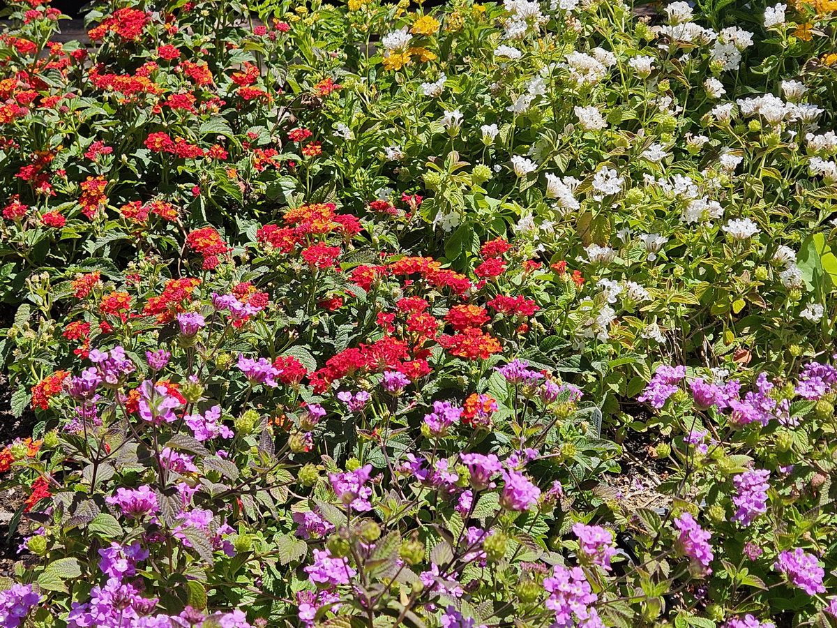 Ornamental grasses and groundcovers adding texture to a low-maintenance landscape