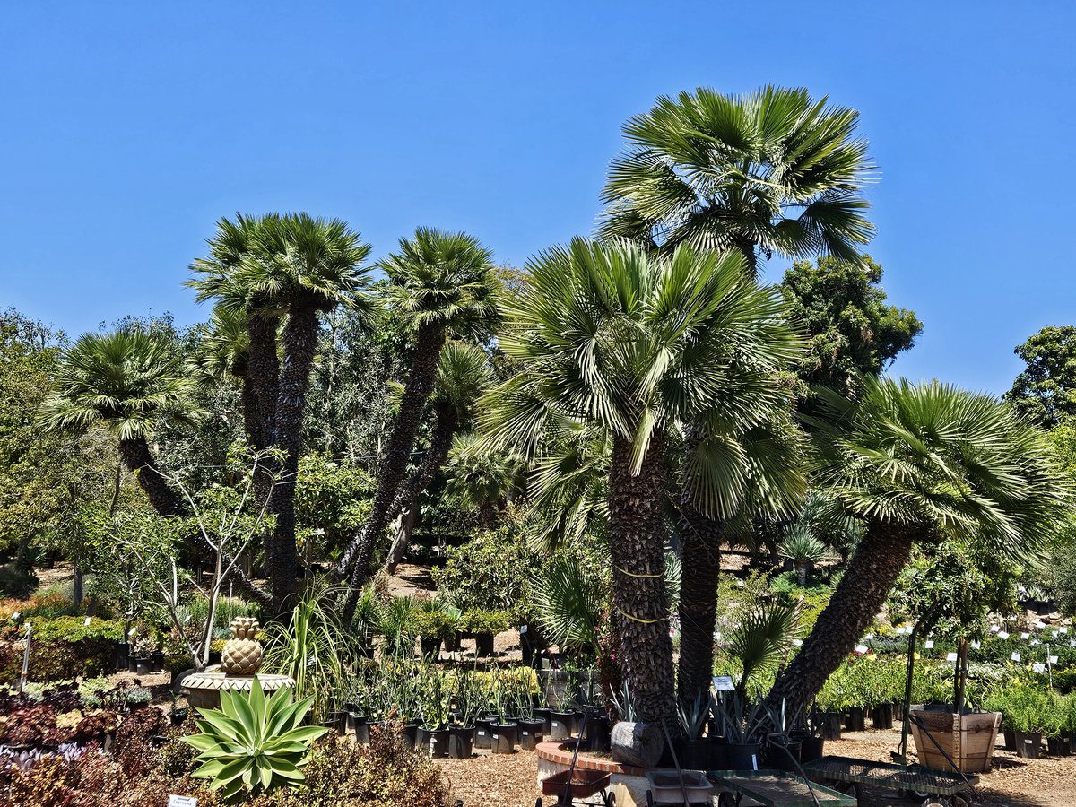 Palm trees and palm-like plants adding tropical structure to a Southern California landscape