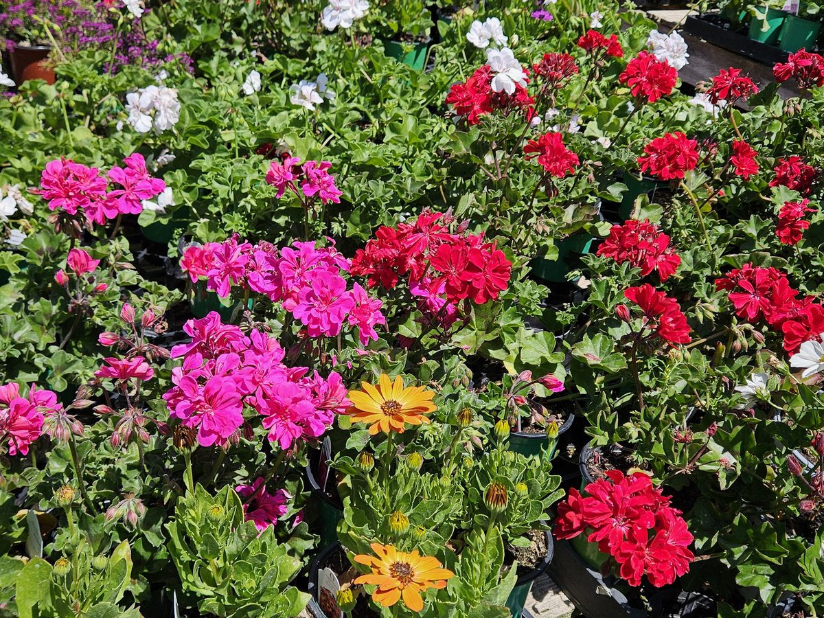 Flowering perennials attracting pollinators in a sunny garden bed