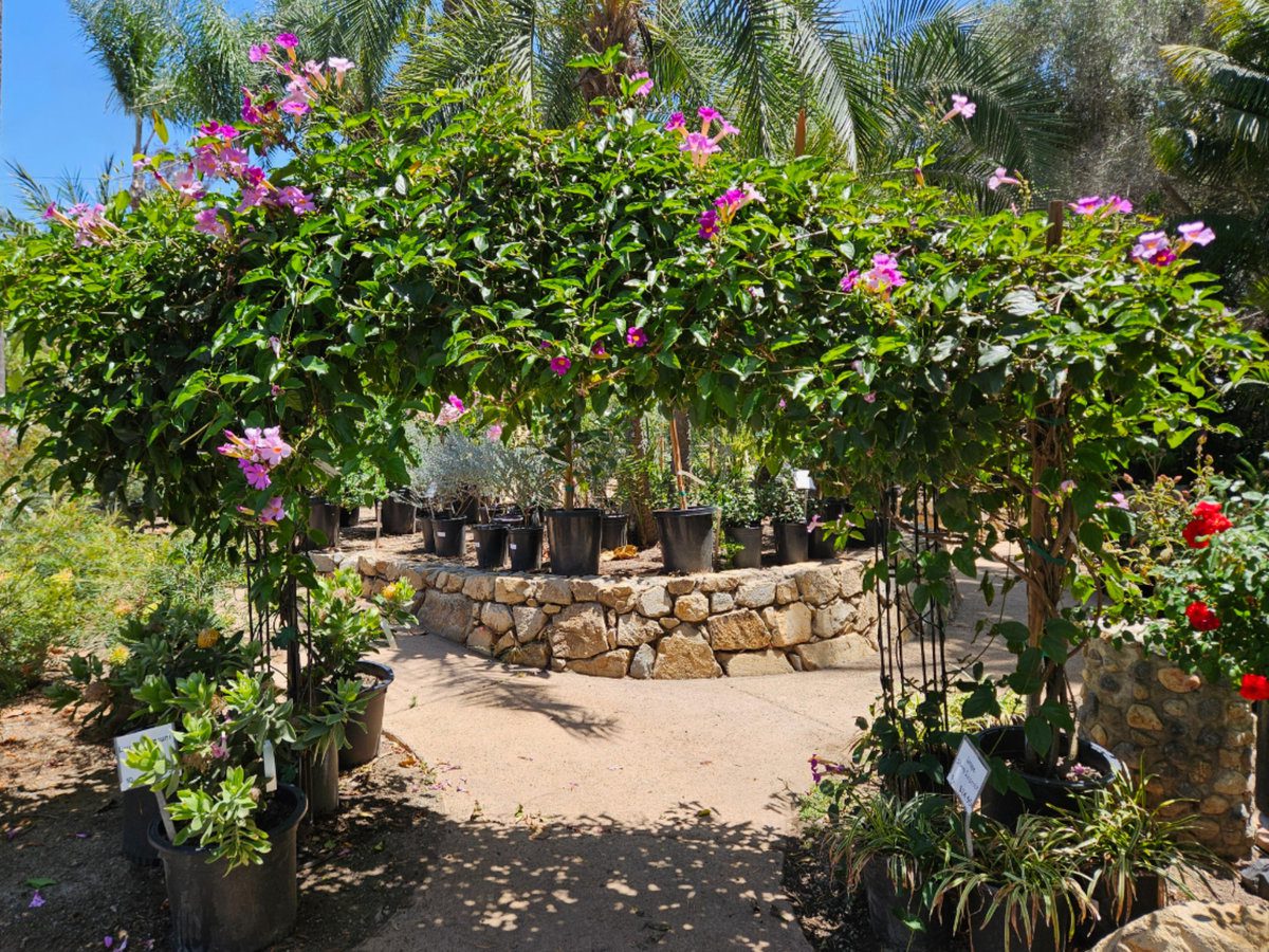 Flowering vine climbing on a trellis in a garden