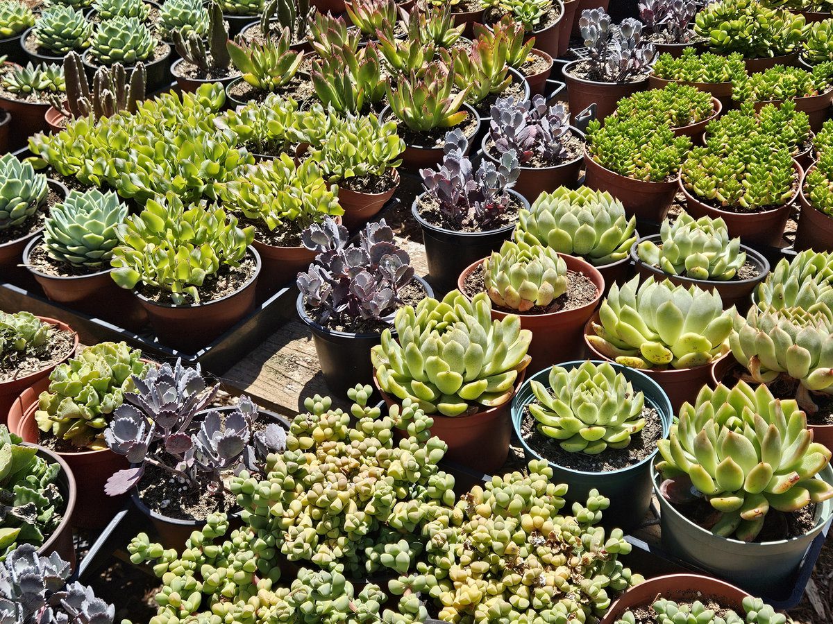 Assorted cactus, aloe, agave, and succulents for a waterwise garden