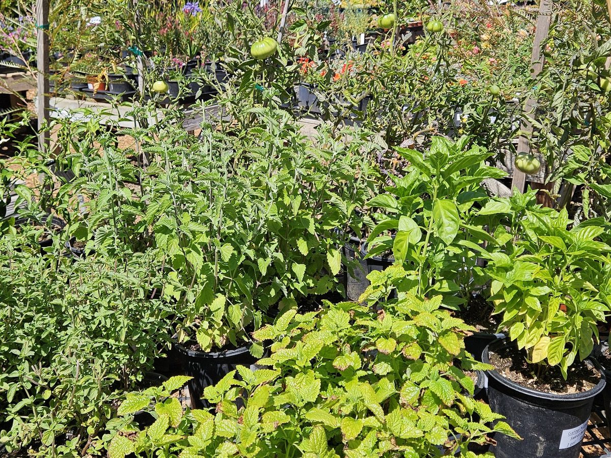 Vegetable and herb garden with tomatoes, leafy greens and culinary herbs