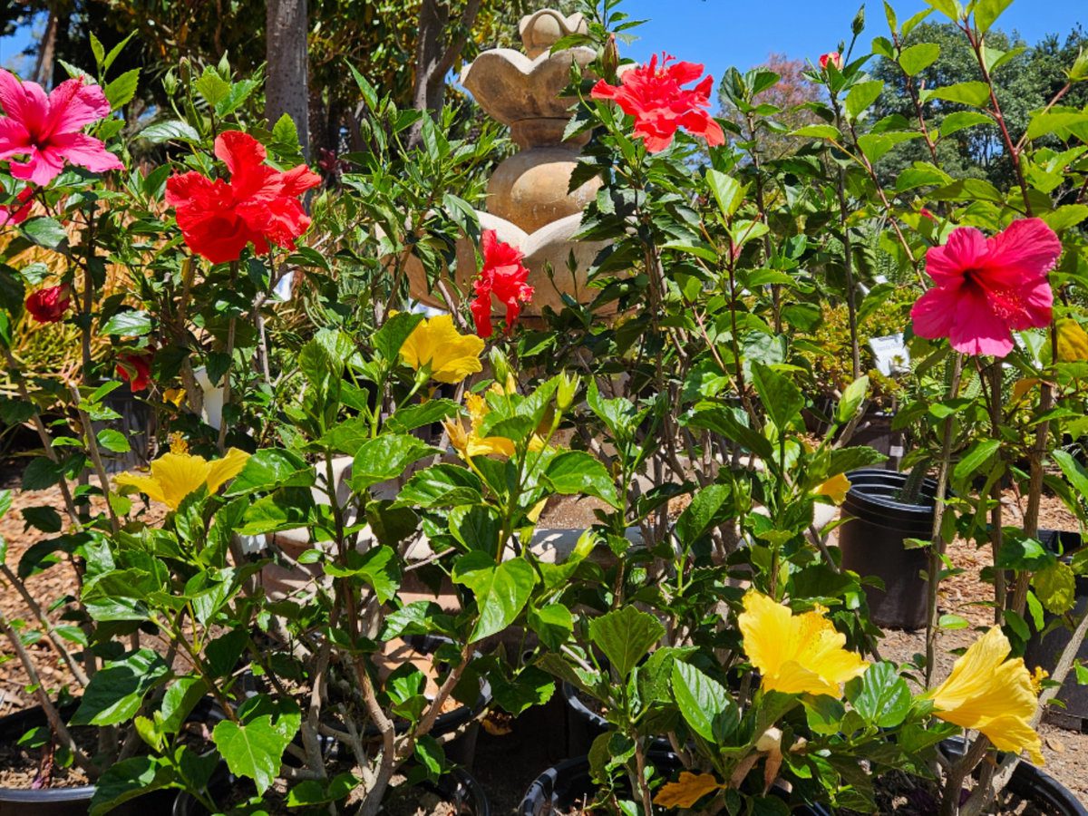 Flowering and evergreen shrubs used for structure and color in a home landscape