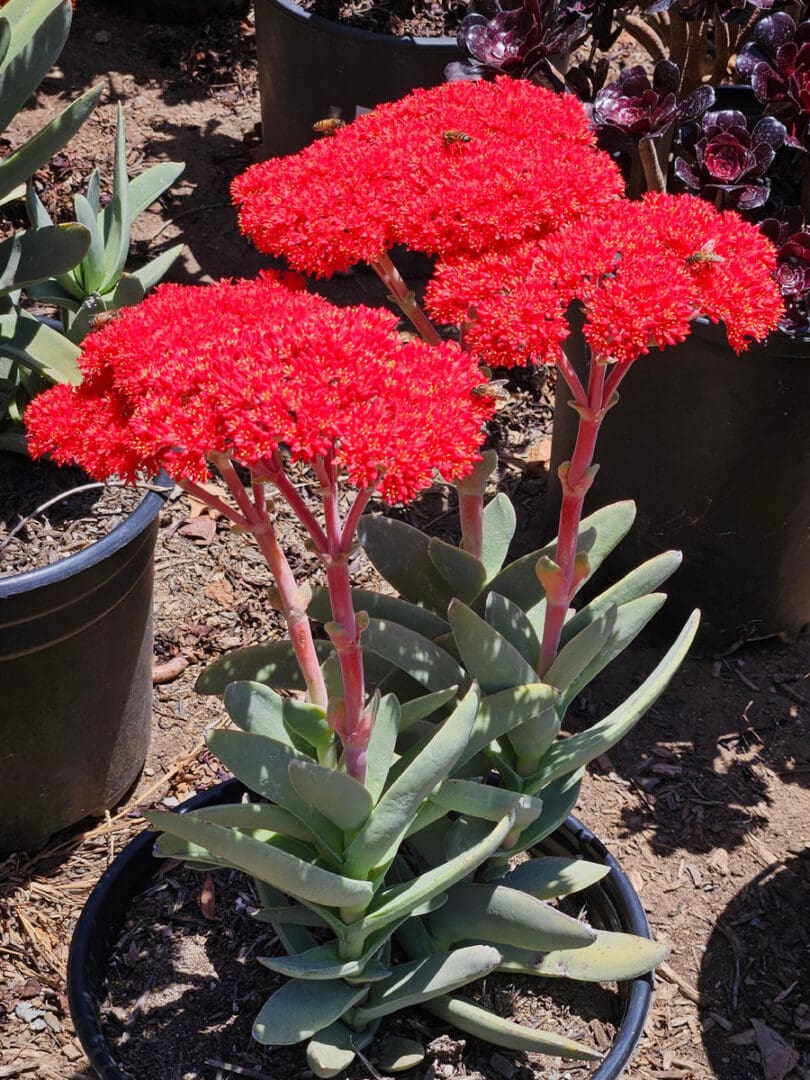 Crassula propeller plant with sculptural gray green succulent leaves for sunny containers