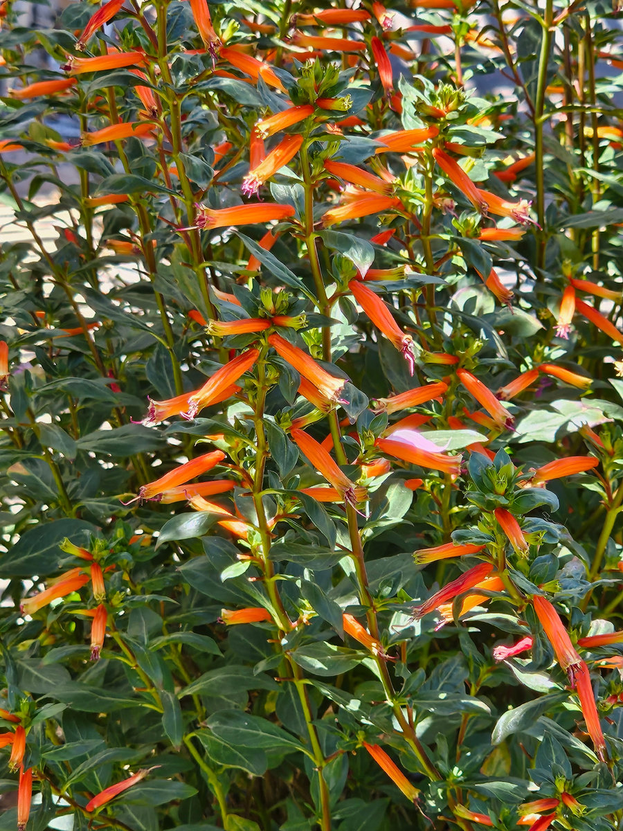 Cuphea ignea cigar plant with small orange tubular flowers for hummingbird-friendly gardens