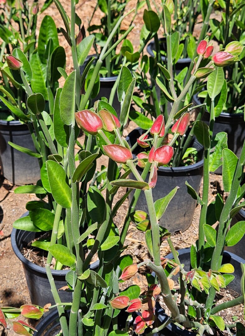Tall slipper plant Euphorbia bracteata with upright succulent stems and red orange flowers