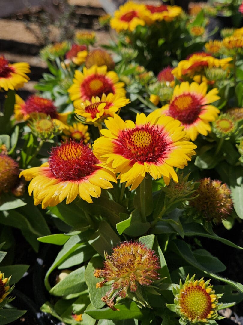 Gaillardia Lunar Harvest Moon blanket flower with warm yellow blooms for sunny gardens