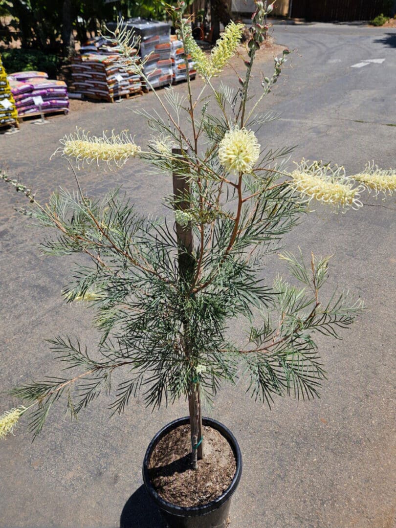 Grevillea Moonlight patio tree with creamy flowers for waterwise Southern California landscapes