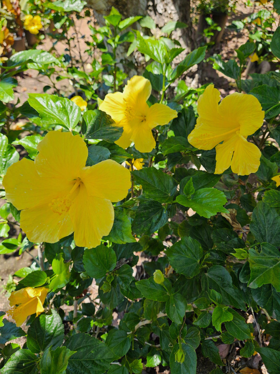 Hibiscus Butterfly Yellow patio tree with yellow tropical flowers