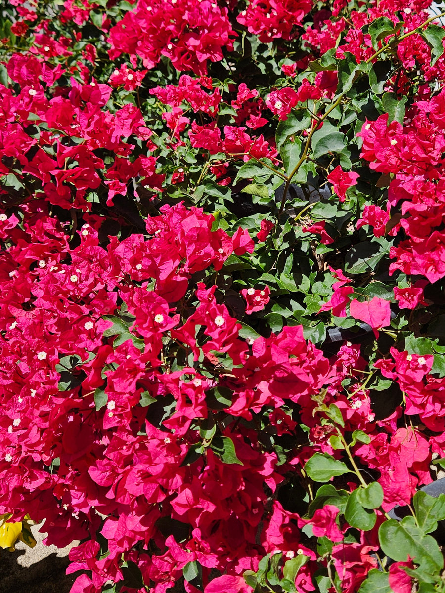 Bougainvillea La Jolla with bold red bracts for sunny Southern California gardens and containers