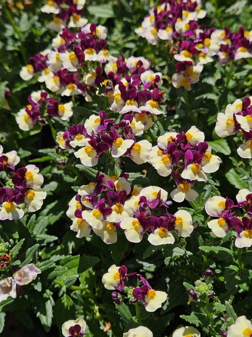 Nemesia Escential Raspberry Lemonade with raspberry and yellow flowers for colorful containers