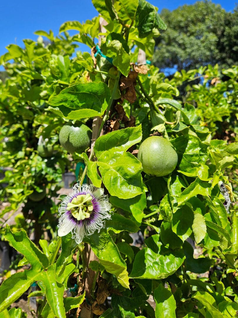 Passiflora edulis Frederick passionfruit vine with showy flowers and edible purple fruit