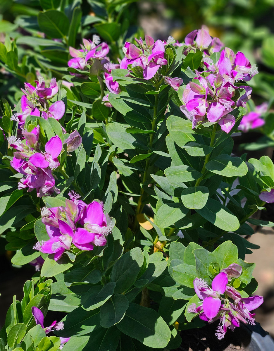 Polygala myrtifolia Grandiflora sweet pea shrub with purple flowers for Southern California gardens