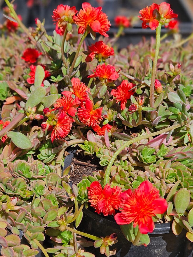 Portulaca ColorBlast Double Scarlet with bright scarlet double flowers for sunny containers