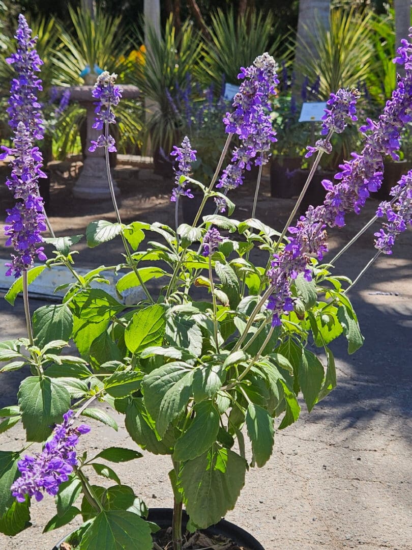 Mystic Spires Blue Salvia with blue purple flower spikes for pollinator gardens