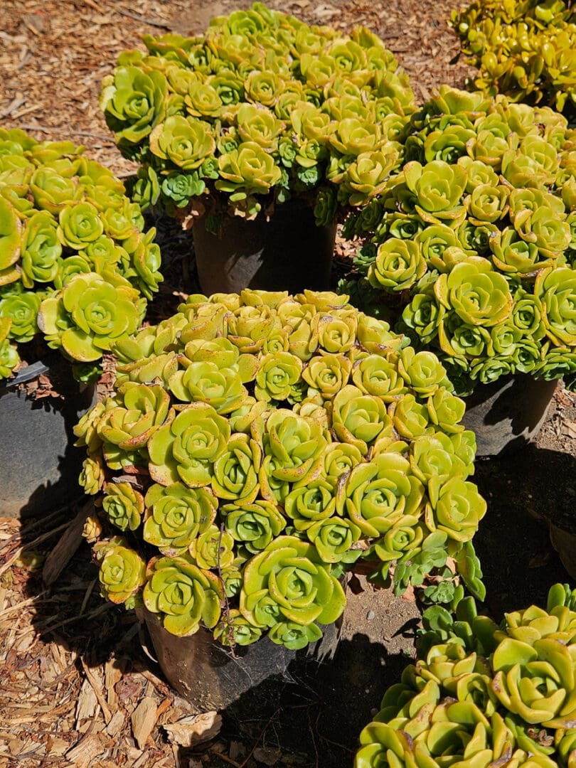 Sedum praealtum shrubby stonecrop with bright green succulent foliage for low water gardens