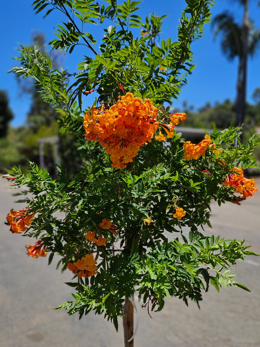 Tecoma Orange Jubilee patio tree with orange trumpet flowers for sunny landscapes
