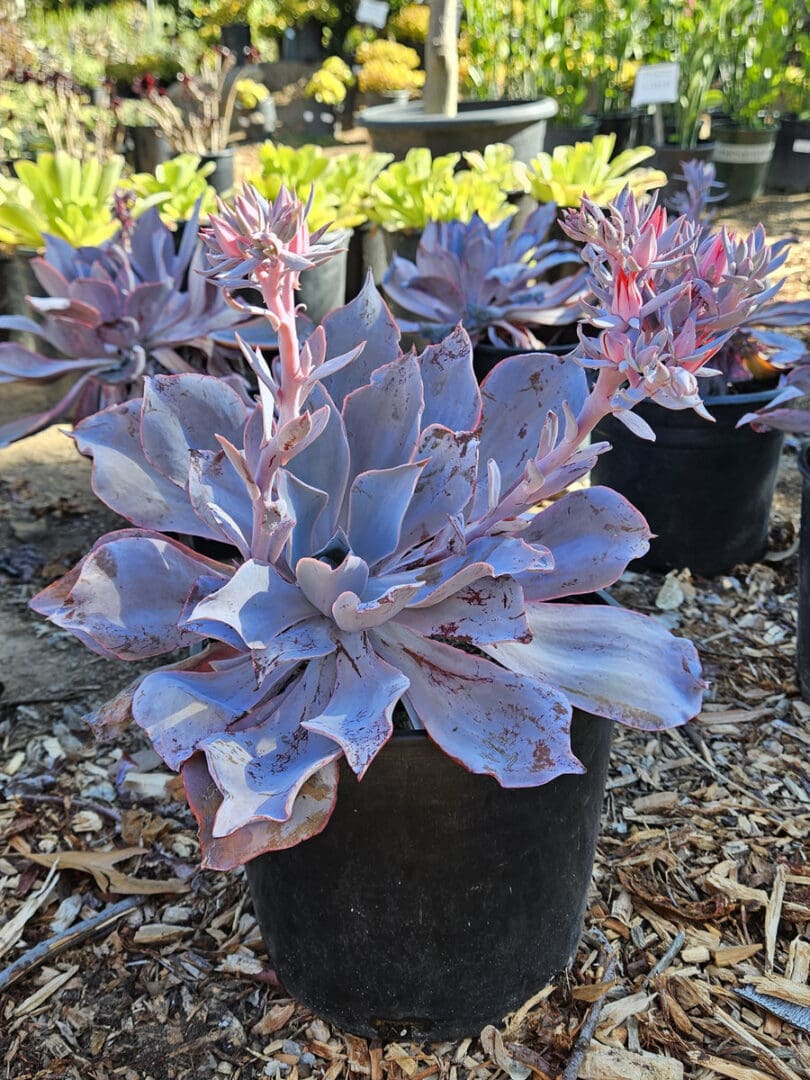 Echeveria Afterglow with lavender pink rosette foliage for succulent containers