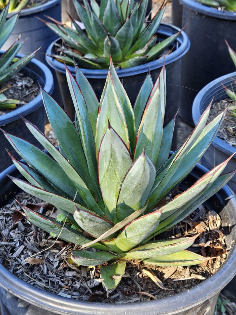Agave Blue Glow with blue green leaves and red yellow margins for waterwise gardens
