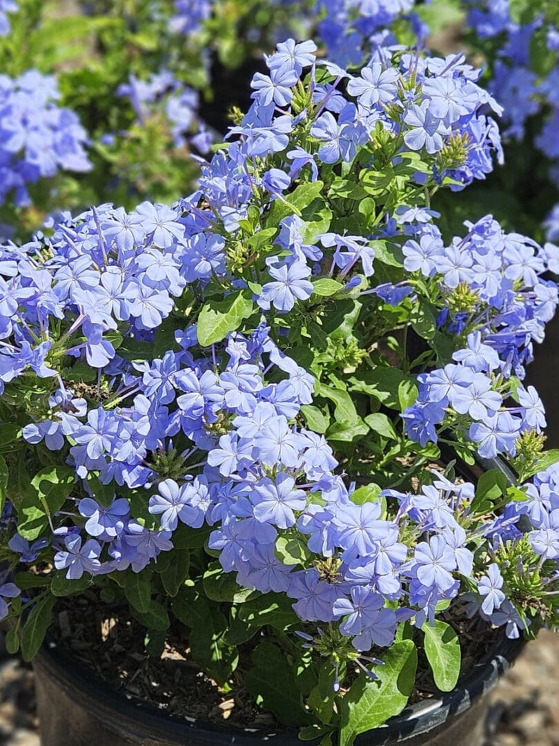 Plumbago auriculata blue plumbago with soft blue flower clusters for sunny Southern California gardens