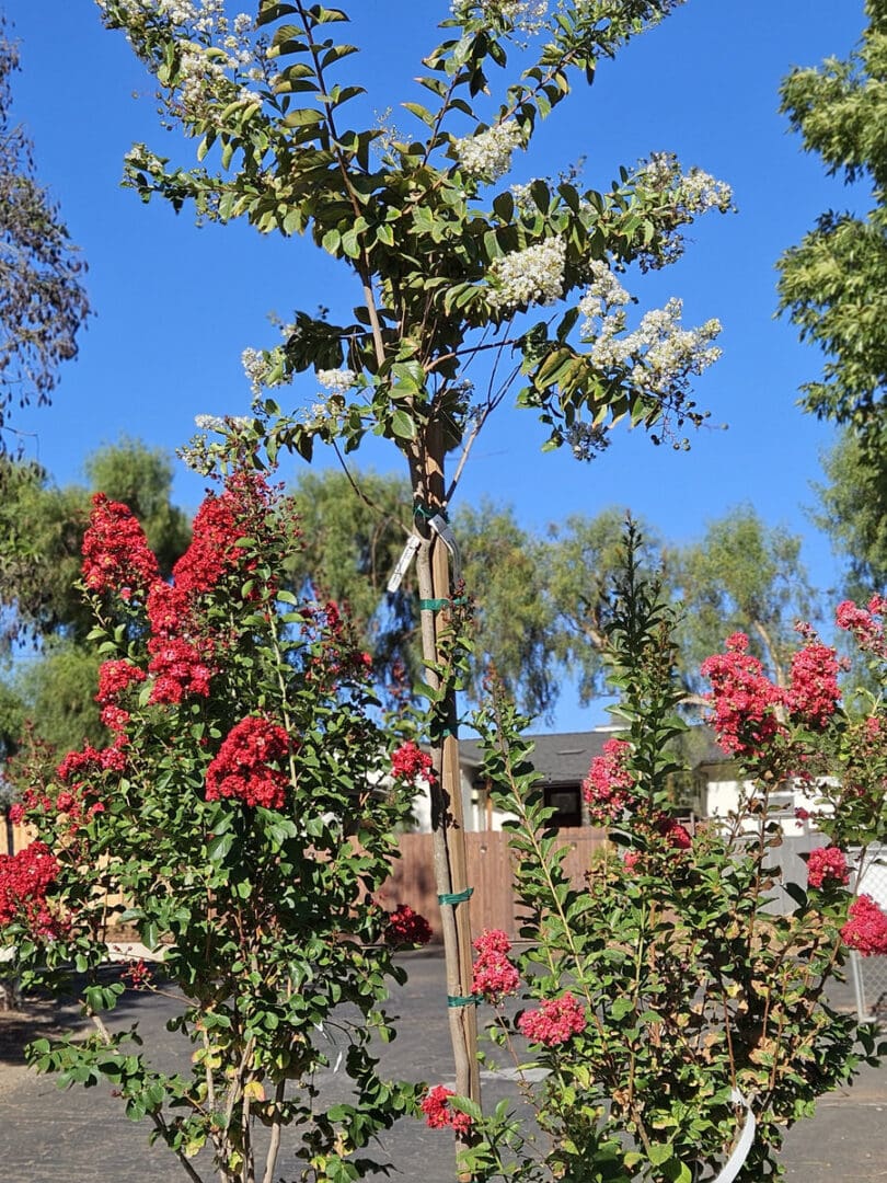 Crape Myrtle tree assortment with red white and pink flowers for sunny Southern California landscapes