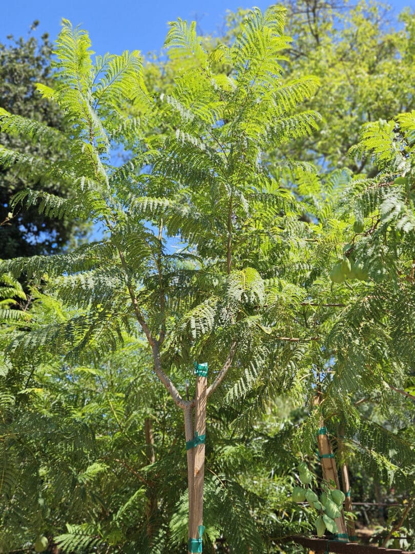 Jacaranda mimosifolia tree with fern like foliage and graceful canopy for Southern California landscapes