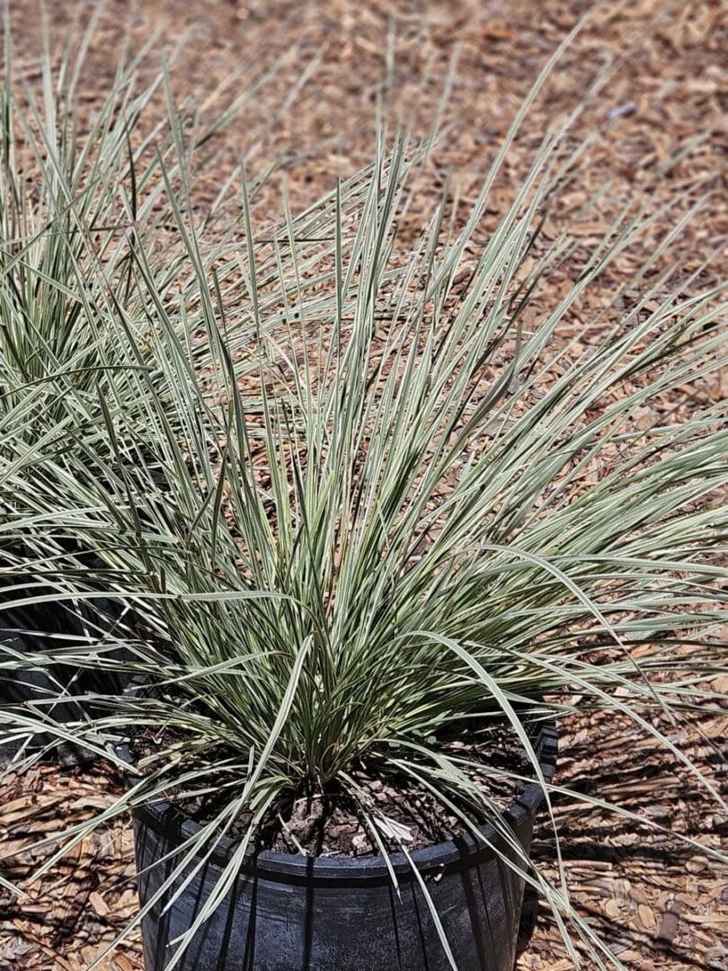 Lomandra longifolia Roma13 Platinum Beauty with variegated green and cream foliage for low maintenance landscapes