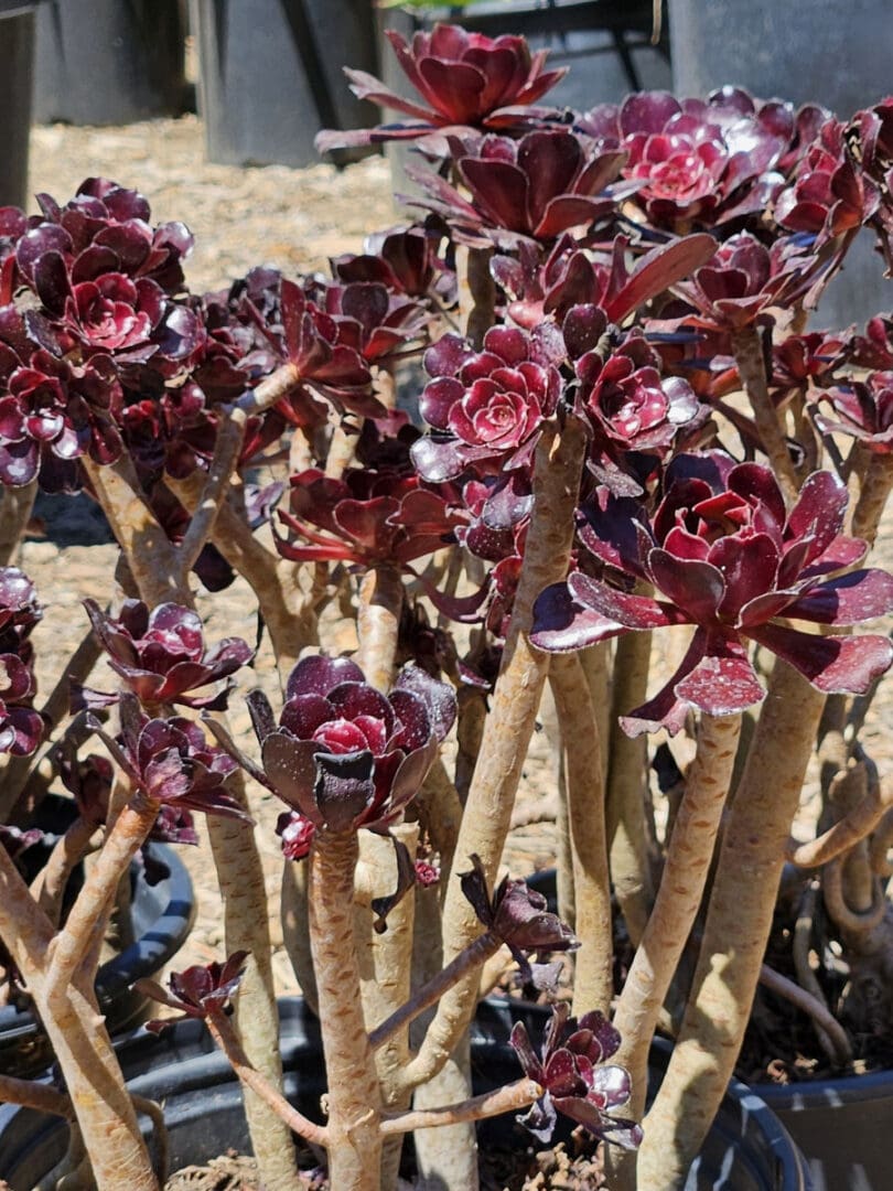 Aeonium arboreum Electra purple pinwheel aeonium with sculptural purple rosettes