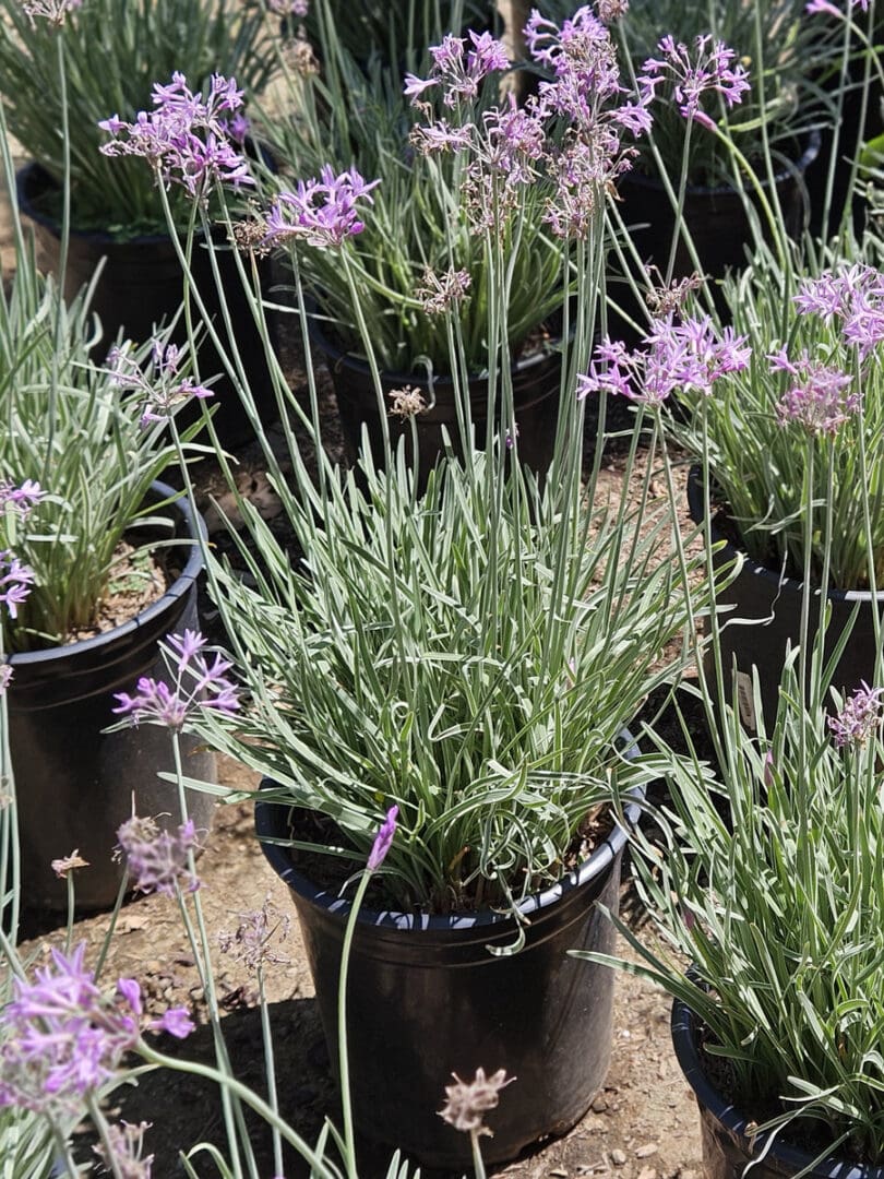 Tulbaghia violacea Silver Lace variegated society garlic with cream striped foliage and lavender pink flowers