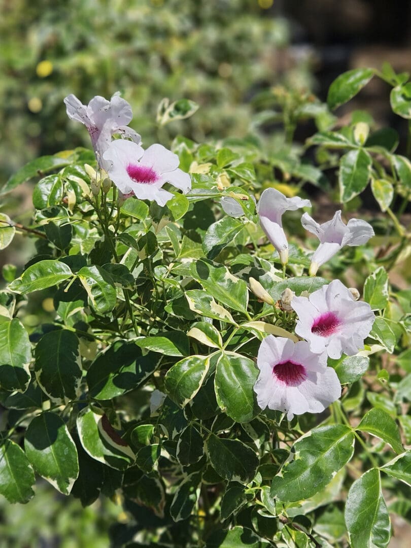 Pandorea jasminoides Variegata variegated bower vine with variegated leaves and trumpet flowers