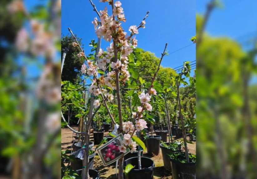 Cherry blossom tree with delicate pink flowers in Vista, CA.