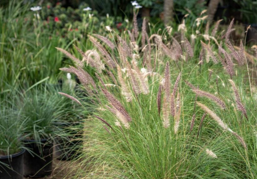 Ornamental grass with feathery plumes swaying in a garden.