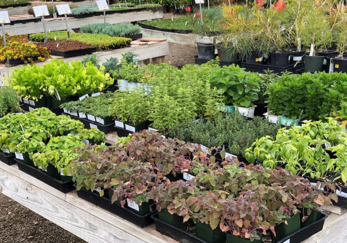 Fresh herbs and leafy greens displayed in trays.
