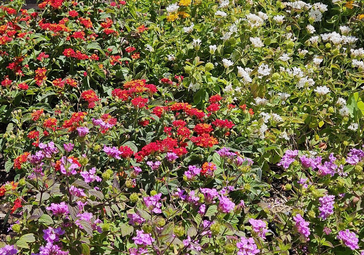 Ornamental grasses and groundcovers adding texture to a low-maintenance landscape