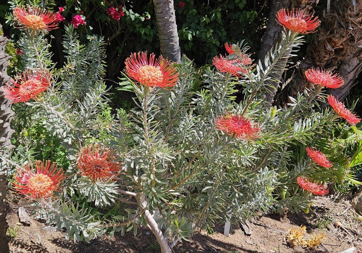 Red-orange Leucospermum pincushion protea blooming at Ganter Nursery