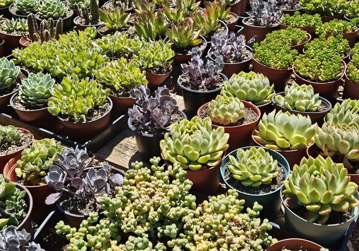 Assorted cactus, aloe, agave, and succulents for a waterwise garden