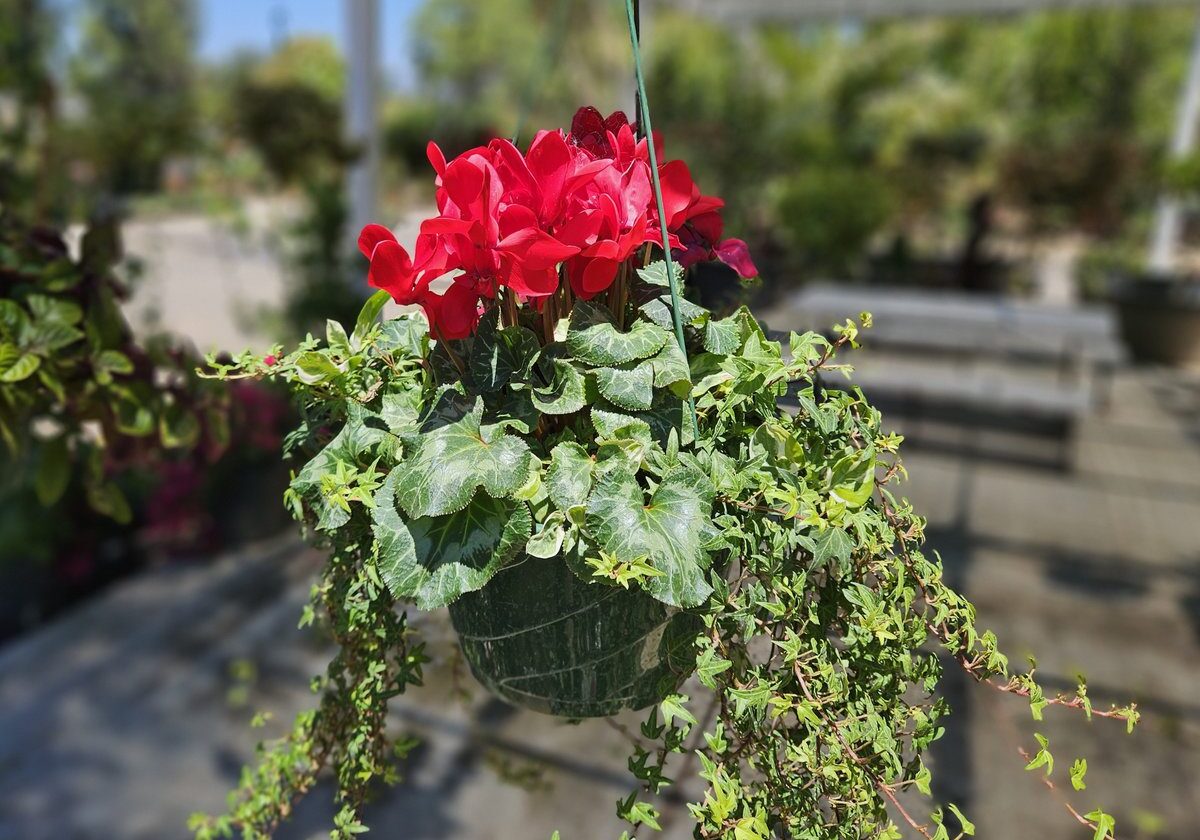 Red flowering hanging basket with trailing foliage at Ganter Nursery