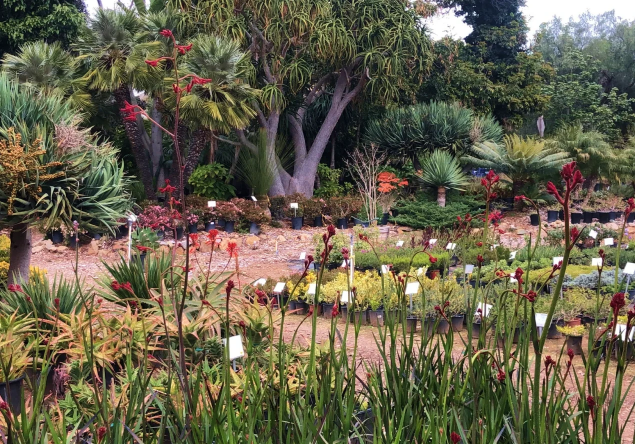 Garden with diverse plants and trees