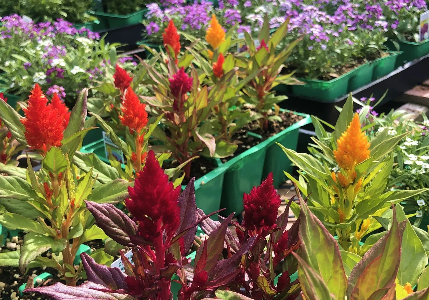 Colorful flowers in green planters