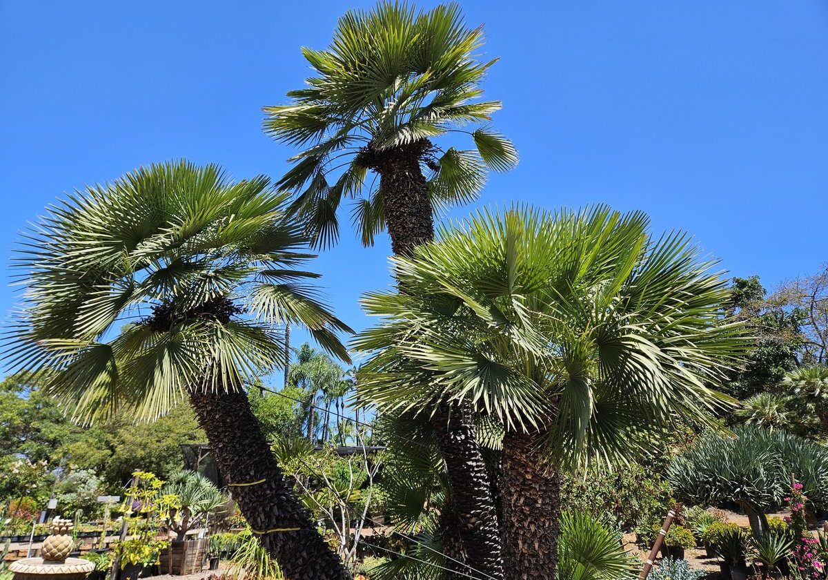 Mediterranean fan palms growing at Ganter Nursery in Vista, CA