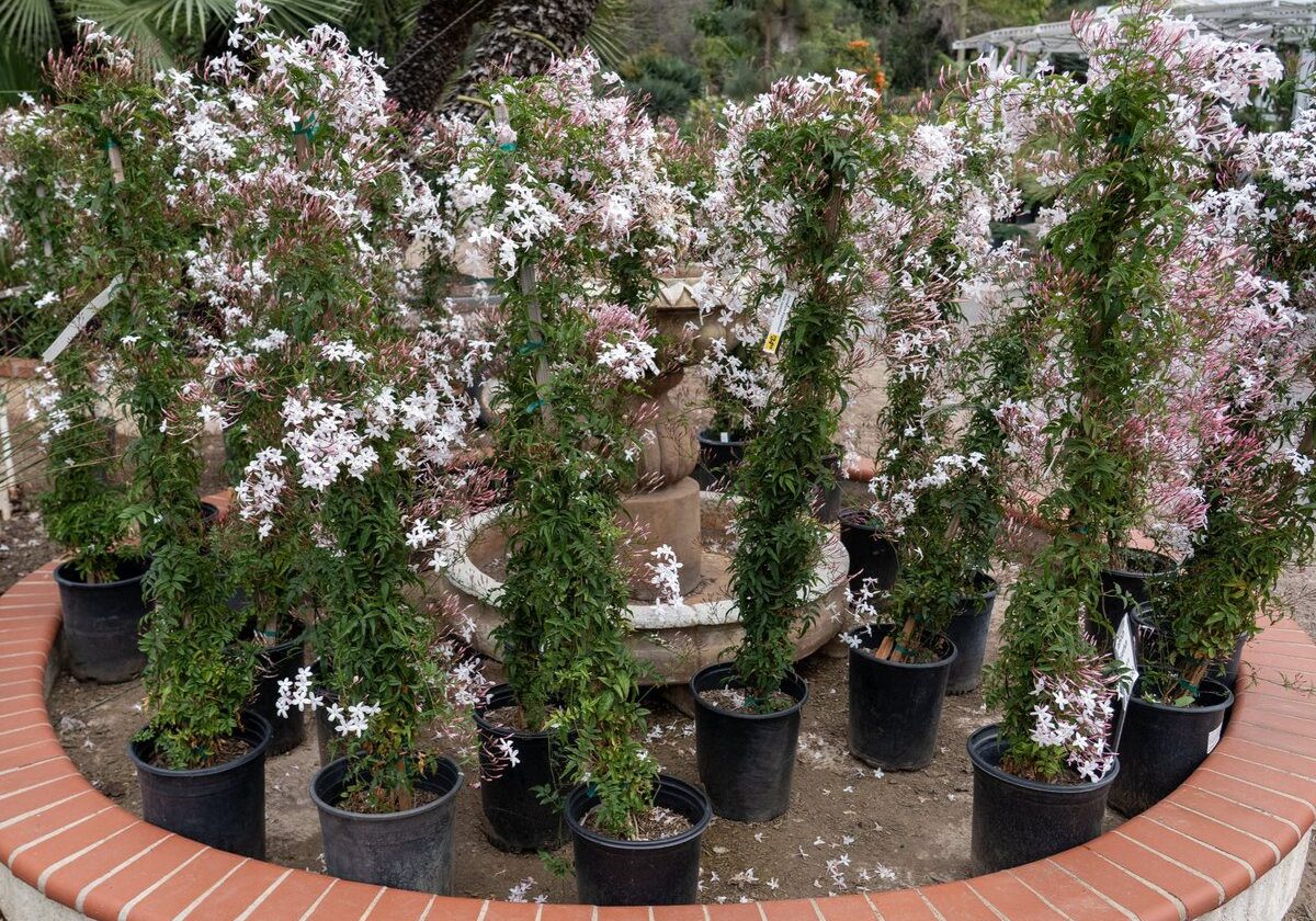 Pink Jasmine Vine — Jasminum polyanthum flowering climber at Ganter Nursery in Vista, CA