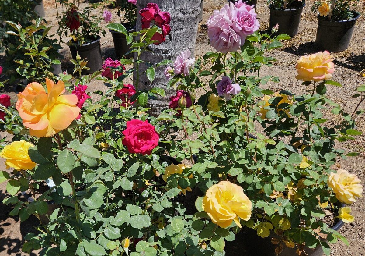 Colorful potted rose plants blooming at Ganter Nursery