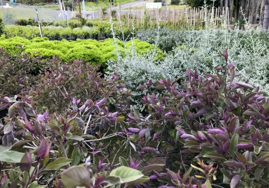 Colorful plants growing in a garden nursery in Vista, CA.